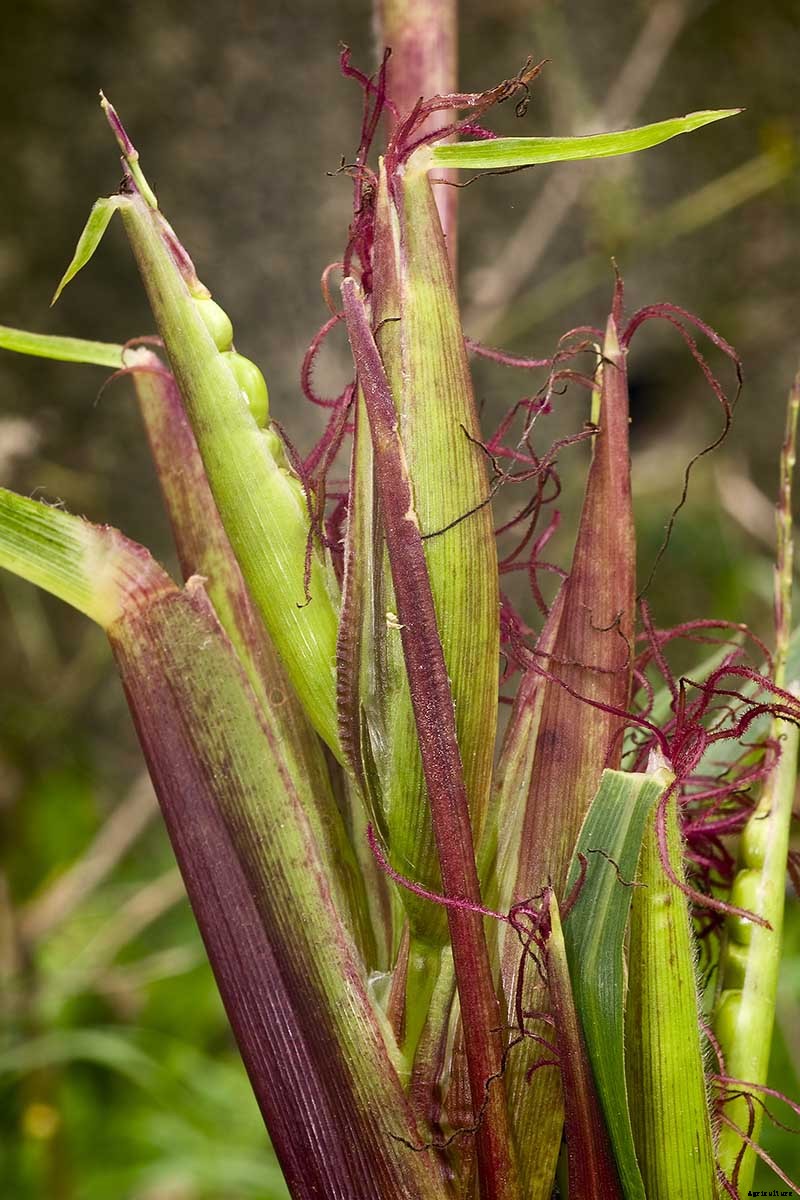 Master Growing Delicious Sweet Corn in Your Backyard