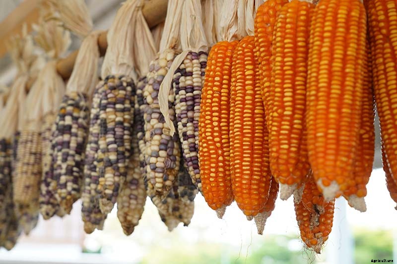 Master Growing Delicious Sweet Corn in Your Backyard