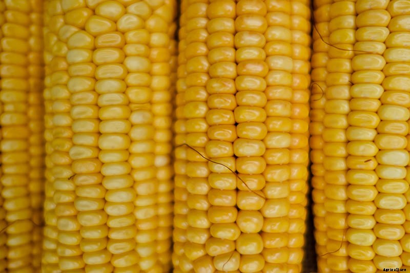 Master Growing Delicious Sweet Corn in Your Backyard