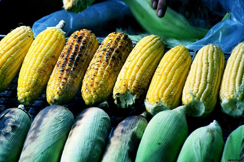 Master Growing Delicious Sweet Corn in Your Backyard