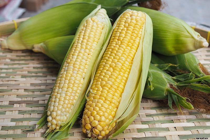 Master Growing Delicious Sweet Corn in Your Backyard