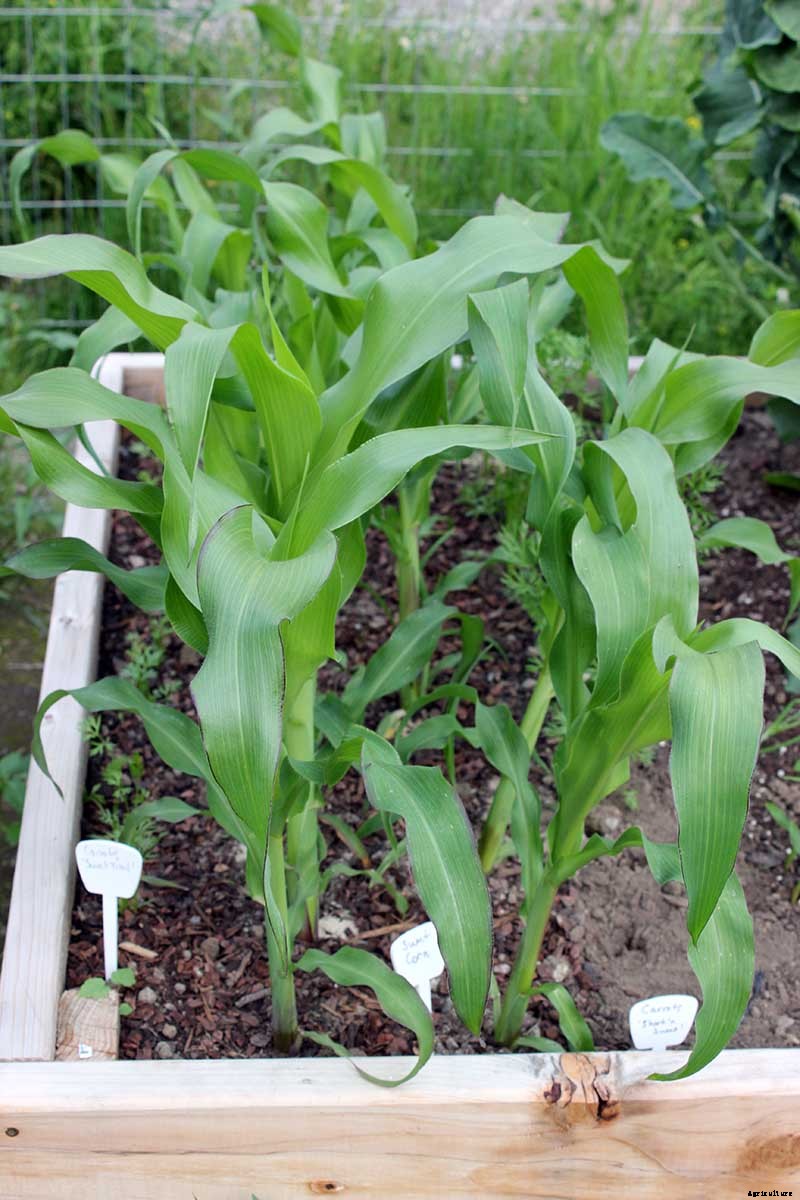 Master Growing Delicious Sweet Corn in Your Backyard
