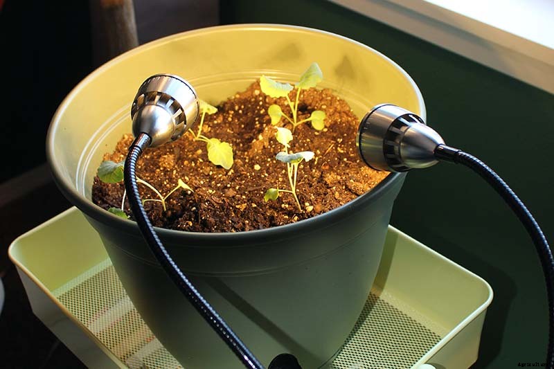 Master Growing Delicious Sweet Corn in Your Backyard