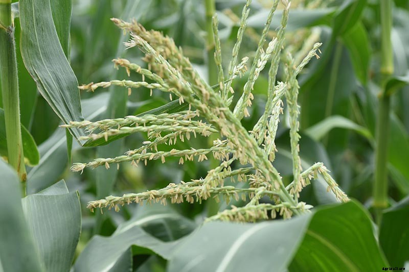 Master Growing Delicious Sweet Corn in Your Backyard