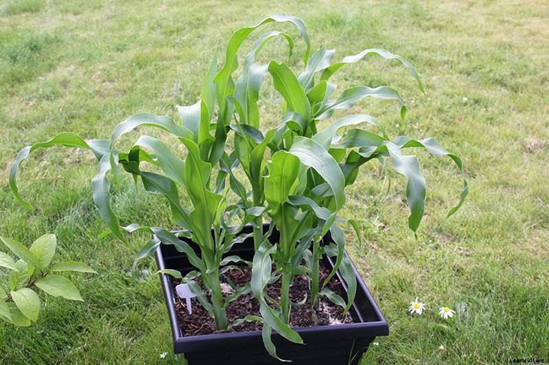 Master Growing Delicious Sweet Corn in Your Backyard