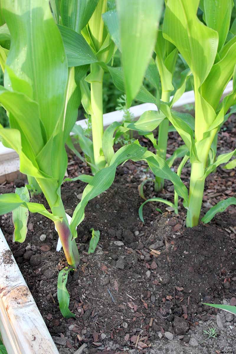 Master Growing Delicious Sweet Corn in Your Backyard
