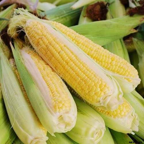 Master Growing Delicious Sweet Corn in Your Backyard