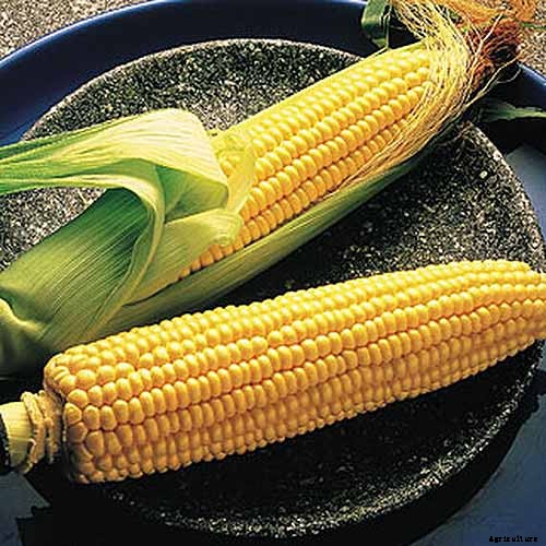 Master Growing Delicious Sweet Corn in Your Backyard