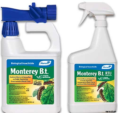 Master Growing Delicious Sweet Corn in Your Backyard