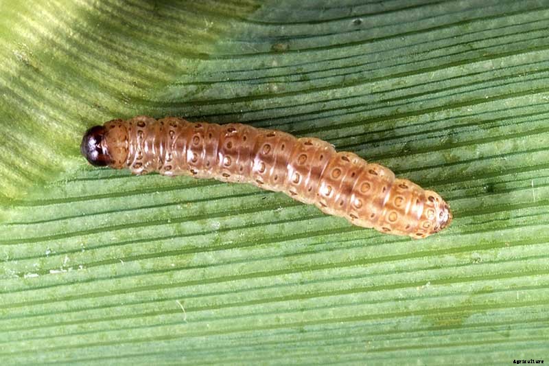 Master Growing Delicious Sweet Corn in Your Backyard