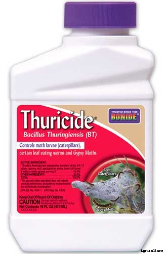 Master Growing Delicious Sweet Corn in Your Backyard