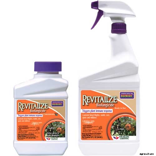 Master Growing Delicious Sweet Corn in Your Backyard