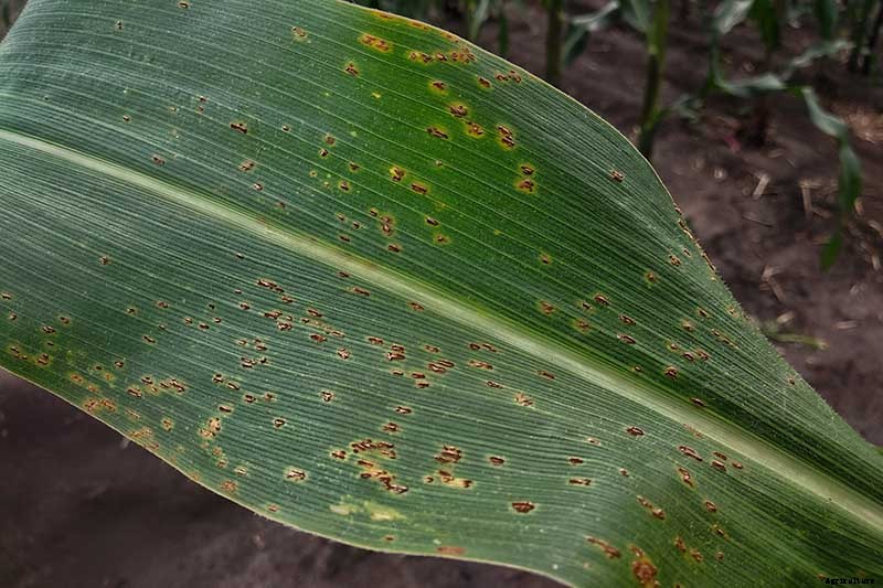 Master Growing Delicious Sweet Corn in Your Backyard
