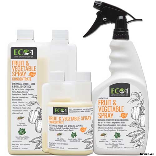 Master Growing Delicious Sweet Corn in Your Backyard