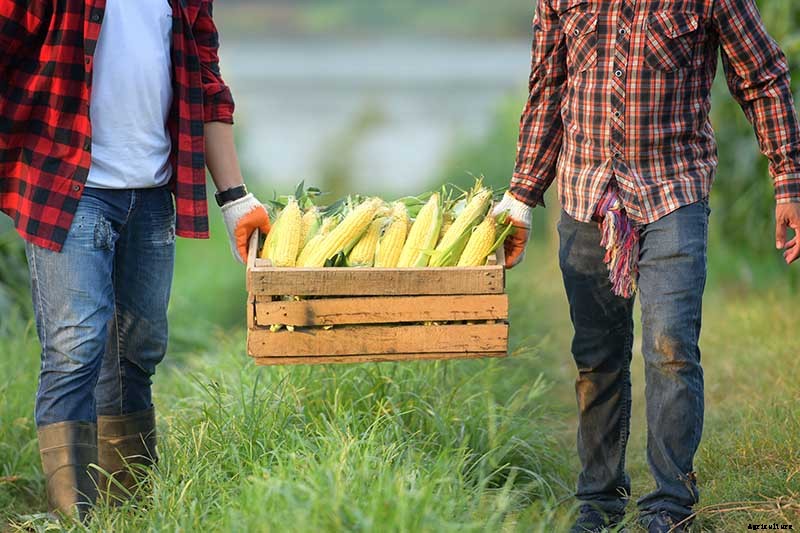 Master Growing Delicious Sweet Corn in Your Backyard