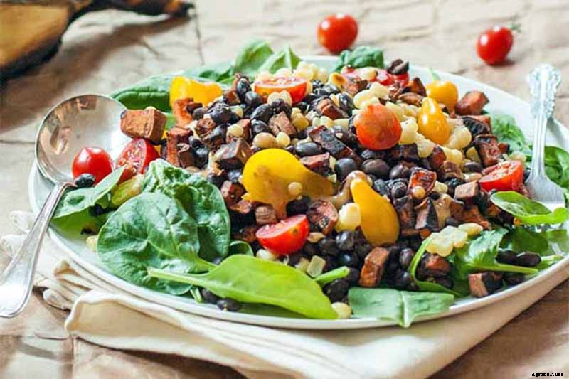 Master Growing Delicious Sweet Corn in Your Backyard