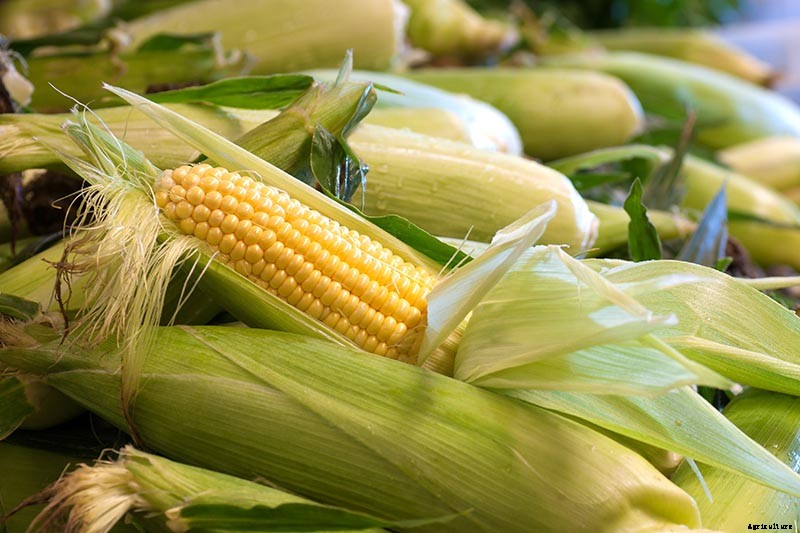 Master Growing Delicious Sweet Corn in Your Backyard