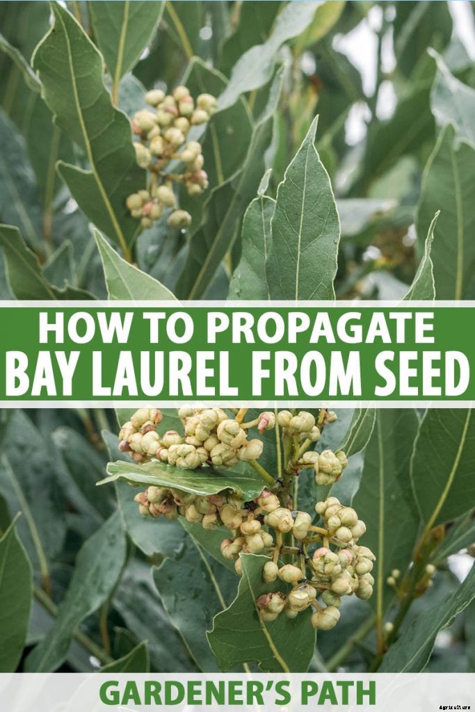 How to Grow Bay Laurel from Seed
