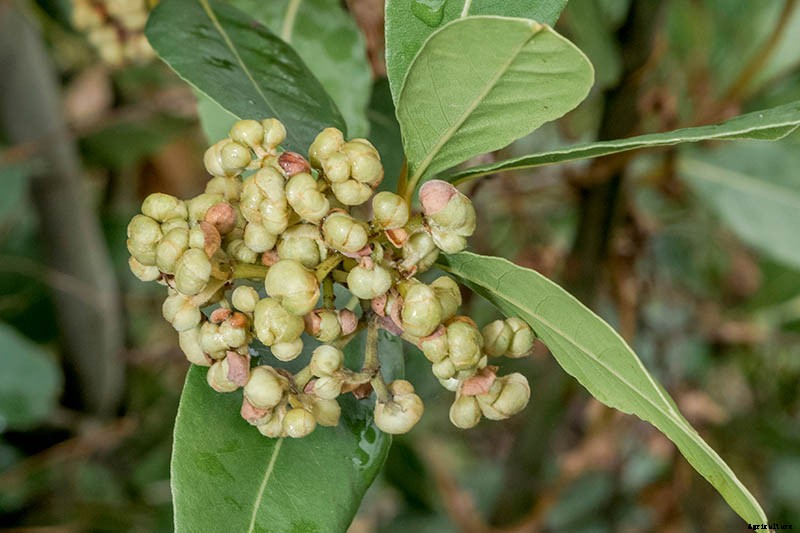 How to Grow Bay Laurel from Seed