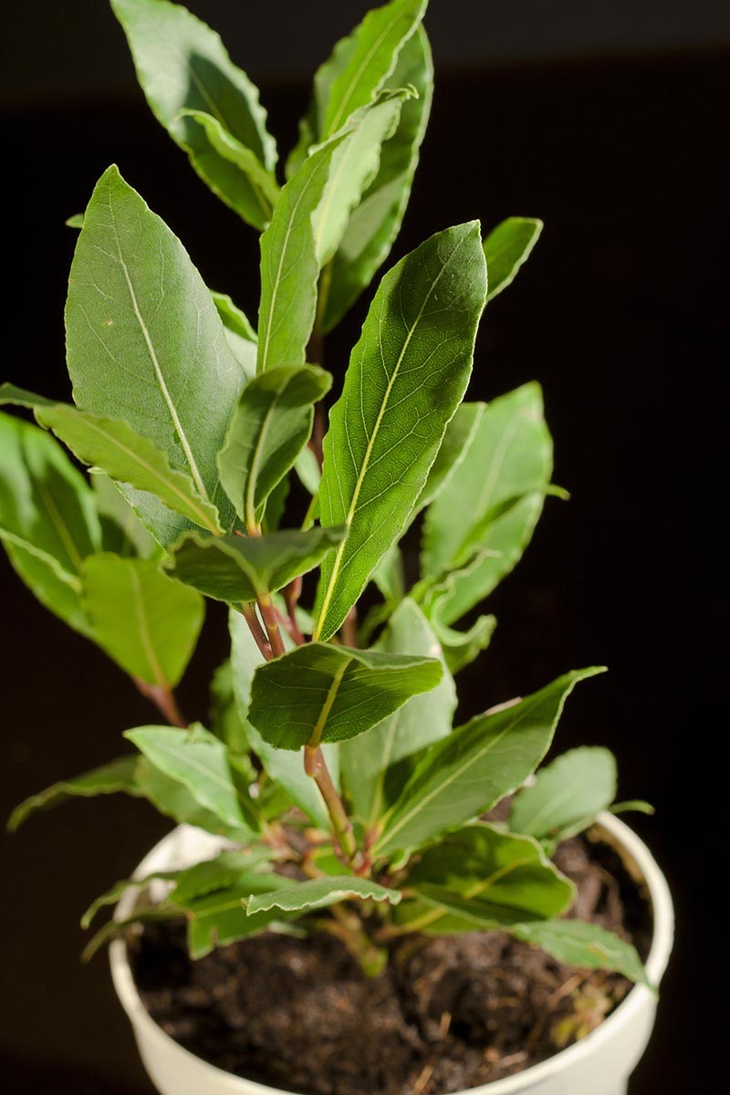 How to Grow Bay Laurel from Seed