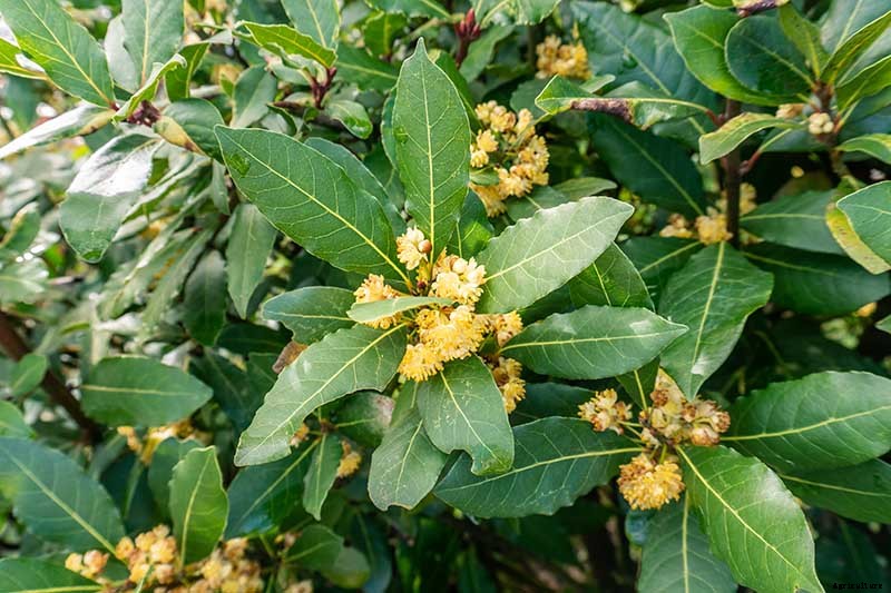 How to Grow Bay Laurel from Seed