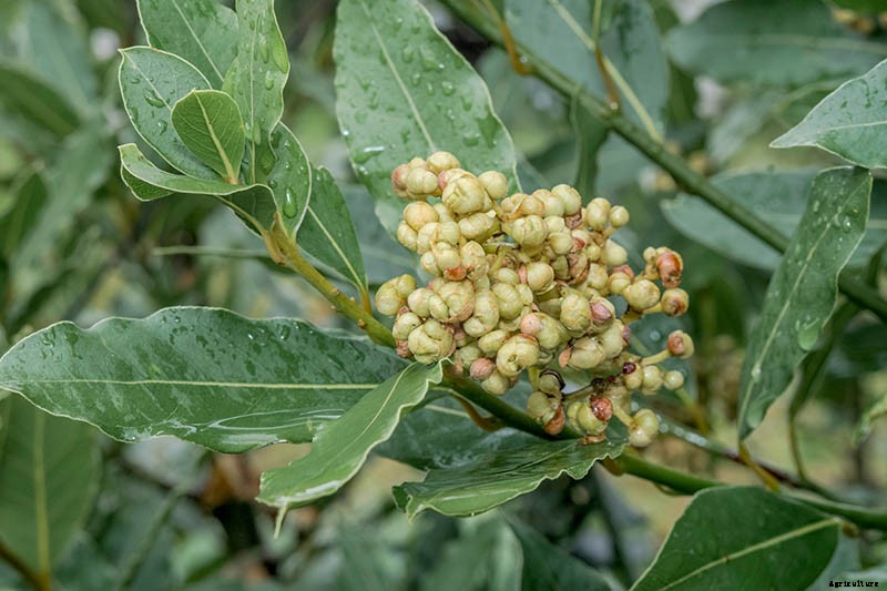 How to Grow Bay Laurel from Seed