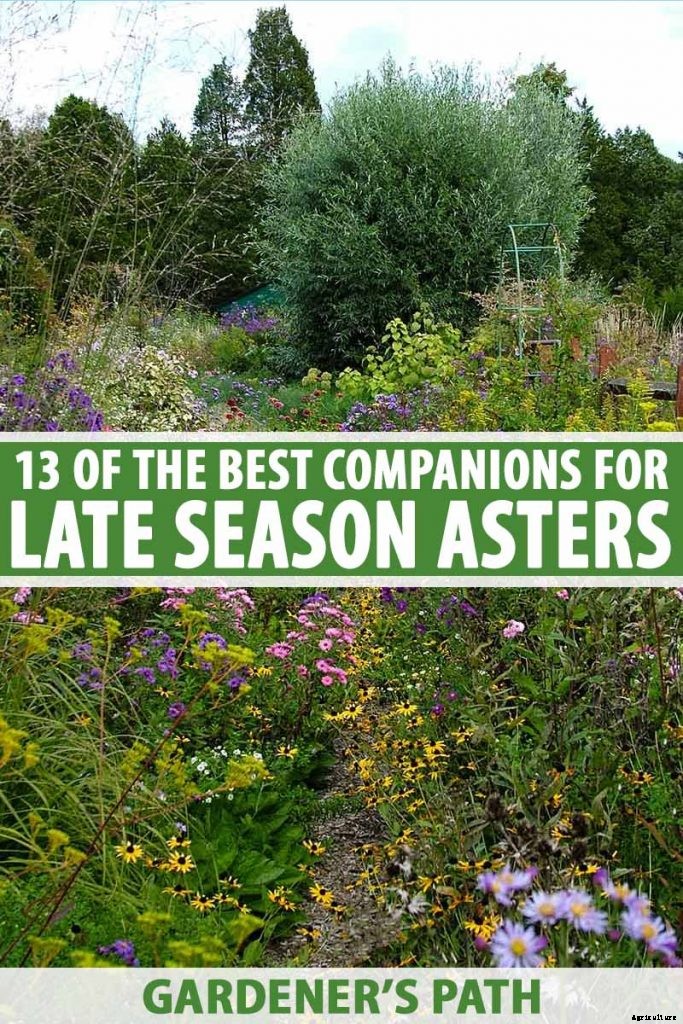 13 of the Best Companion Plants for Tall Late Season Asters