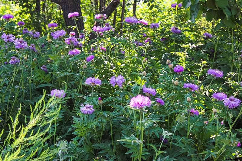 13 of the Best Companion Plants for Tall Late Season Asters
