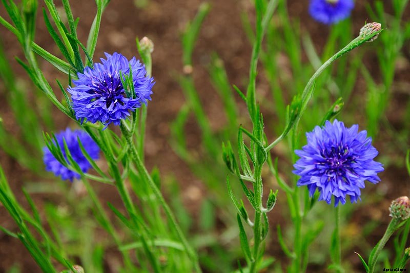 13 of the Best Companion Plants for Tall Late Season Asters