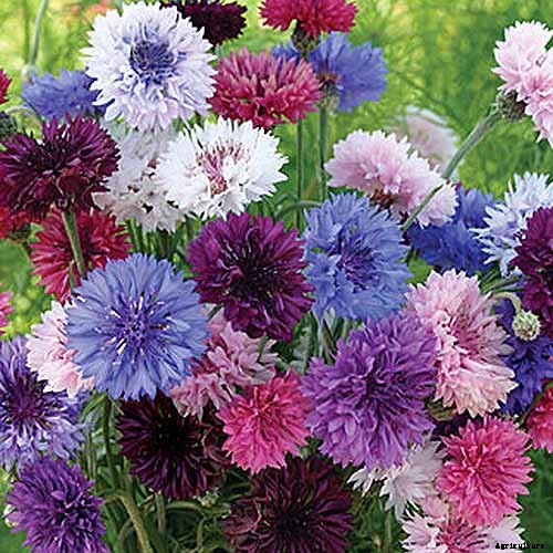 13 of the Best Companion Plants for Tall Late Season Asters