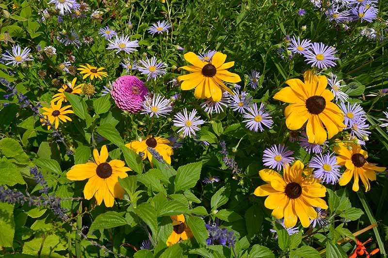 13 of the Best Companion Plants for Tall Late Season Asters