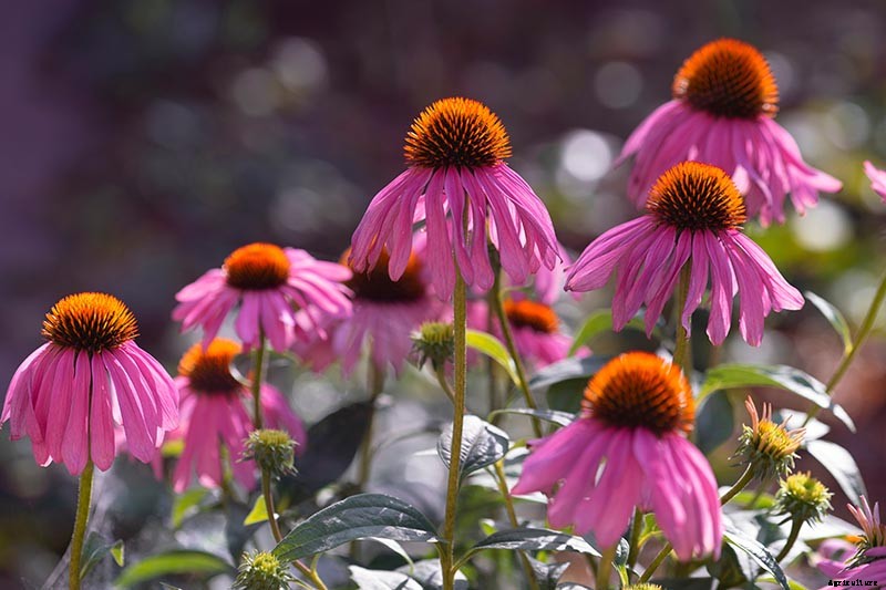 13 of the Best Companion Plants for Tall Late Season Asters