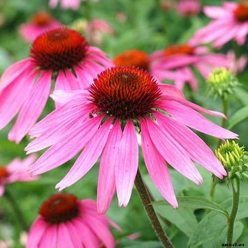 13 of the Best Companion Plants for Tall Late Season Asters