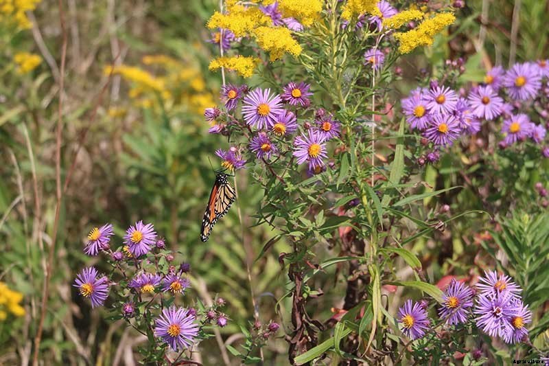 13 of the Best Companion Plants for Tall Late Season Asters