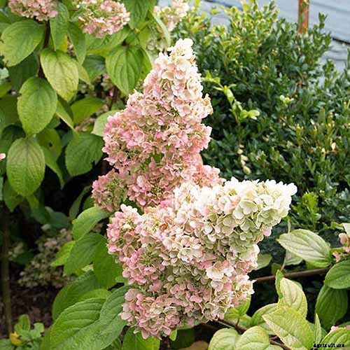 13 of the Best Companion Plants for Tall Late Season Asters