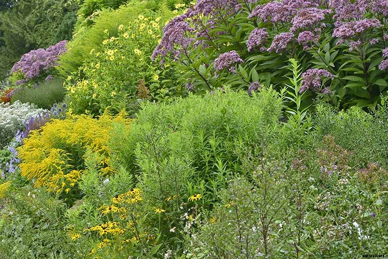 13 of the Best Companion Plants for Tall Late Season Asters