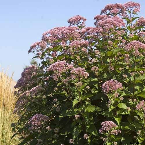 13 of the Best Companion Plants for Tall Late Season Asters