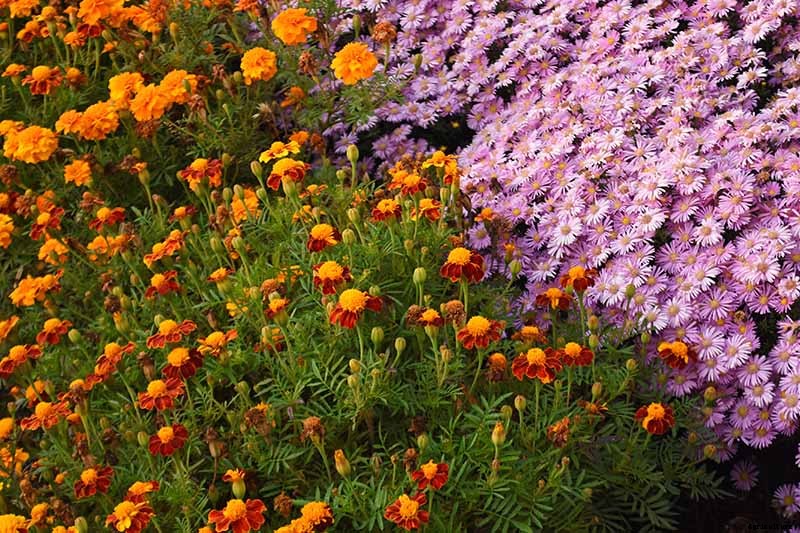 13 of the Best Companion Plants for Tall Late Season Asters