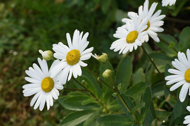 13 of the Best Companion Plants for Tall Late Season Asters
