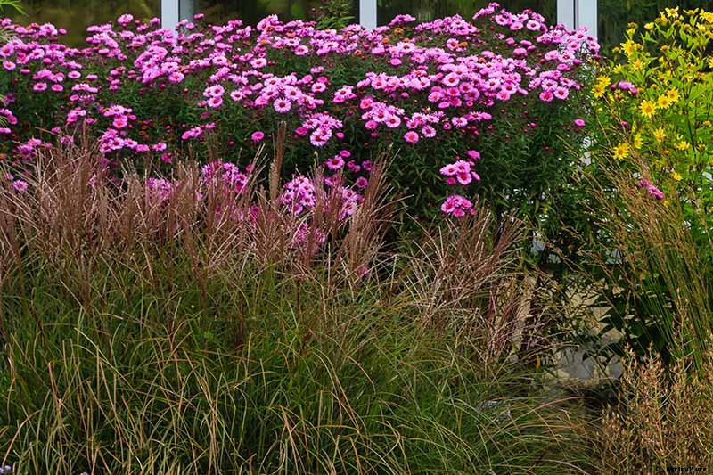 13 of the Best Companion Plants for Tall Late Season Asters