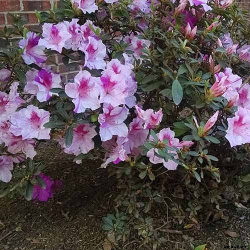 13 of the Best Companion Plants for Tall Late Season Asters