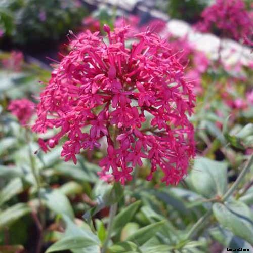 13 of the Best Companion Plants for Tall Late Season Asters