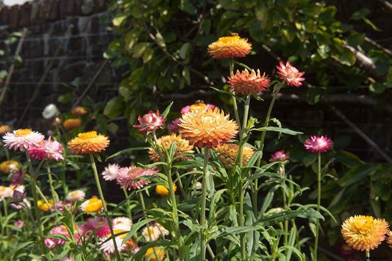 13 of the Best Companion Plants for Tall Late Season Asters