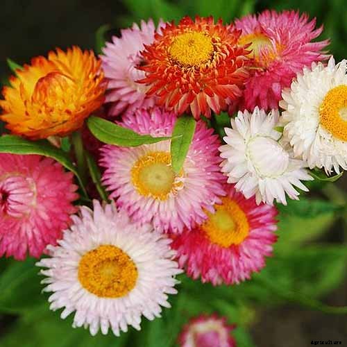 13 of the Best Companion Plants for Tall Late Season Asters