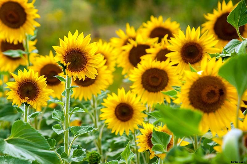 13 of the Best Companion Plants for Tall Late Season Asters