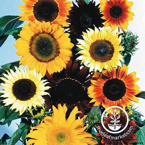 13 of the Best Companion Plants for Tall Late Season Asters