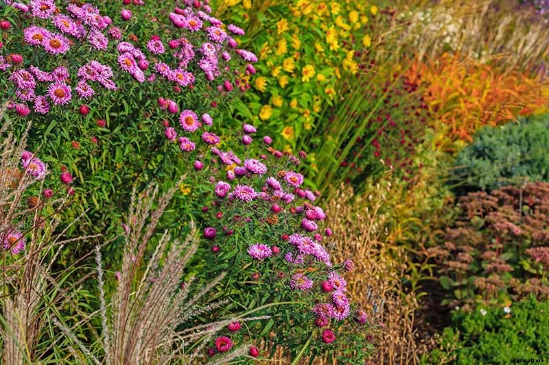 13 of the Best Companion Plants for Tall Late Season Asters