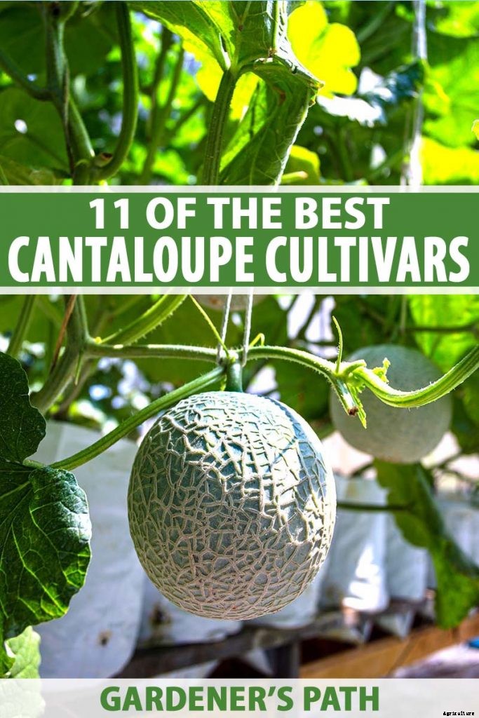 11 of the Best Cantaloupe Cultivars to Grow at Home