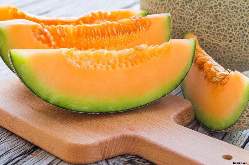 11 of the Best Cantaloupe Cultivars to Grow at Home