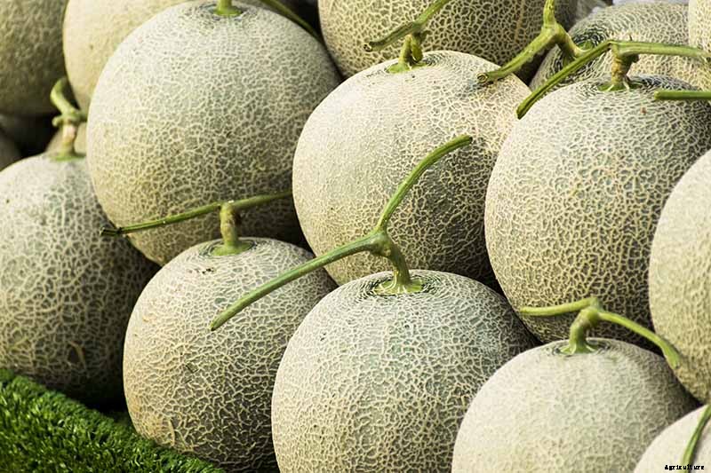 11 of the Best Cantaloupe Cultivars to Grow at Home